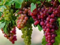 Ο τρύγος στον Γέρμα Καστοριάς τον παλιό&nbsp;καιρό