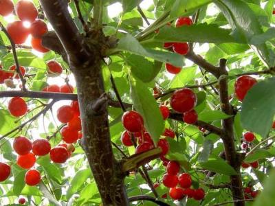 Ακόμα μια φορά μέσα στις&nbsp;κερασιές