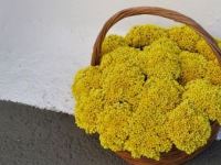 Σεμπρεβίβα, το κίτρινο και αμάραντο λουλουδάκι των&nbsp;Κυθήρων