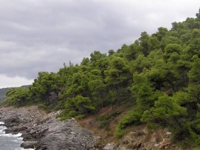 Χαλέπιος πεύκη, ένα εμβληματικό δέντρο της&nbsp;Μεσογείου