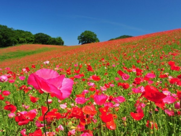 Η ημέρα της Λαμπρής (Διονύσιος&nbsp;Σολωμός)