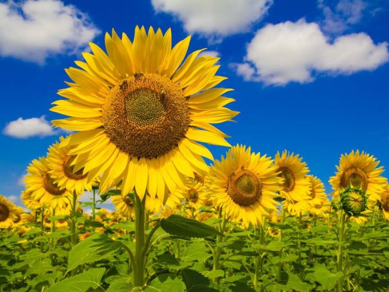 Ηλιοτρόπια, σύμβολο του ήλιου και του&nbsp;καλοκαιριού