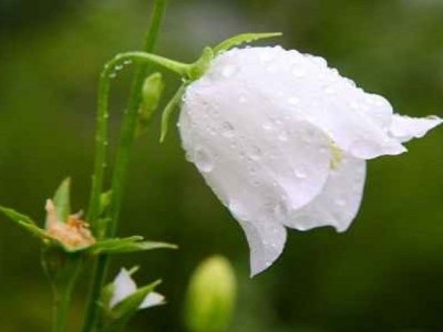 Εκοιμήθη ο Επίσκοπος Διοκλείας Κάλλιστος&nbsp;Γουέαρ