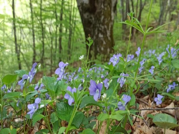 Τον δρόμο τον καταλαβαίνεις όταν τον περνάς (Όσιος Εφραίμ&nbsp;Κατουνακιώτης)