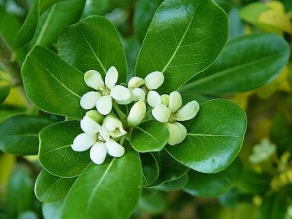 Αγγελικούλα ζάχαρη, Αγγελικούλα&nbsp;μέλι!