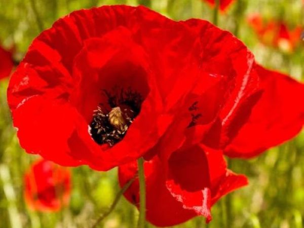 Αύριο Φως (Αλέκος&nbsp;Παναγούλης)