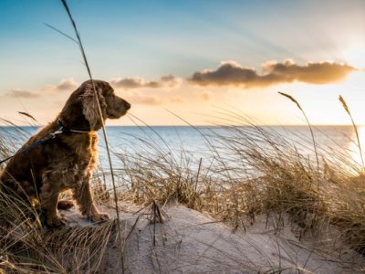 Ο Λόρδος Βύρων για τον τετράποδο φίλο&nbsp;του!