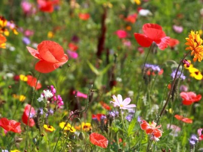 Ο Απρίλης με τον Έρωτα (Διονύσιος&nbsp;Σολωμός)