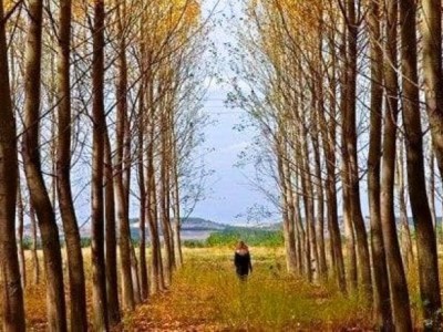 Το χρυσαφένιο φθινόπωρο της&nbsp;Ορεστιάδας