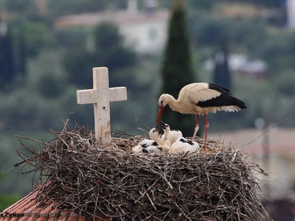 Οι πελαργοί επιστρέφουν στη&nbsp;Φλώρινα